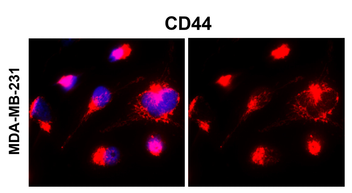 IR208-752 anti-CD44 antibody ICC/IF image
