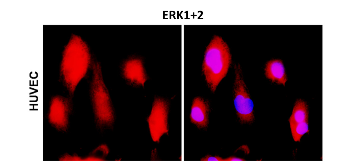 IR187-705 anti-ERK1+ERK2 antibody ICC/IF image