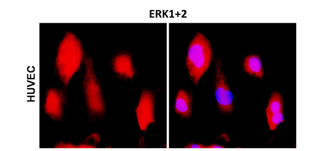 IR187-705 anti-ERK1+ERK2 antibody ICC/IF image IR187-705 anti-ERK1+ERK2 antibody ICC/IF image
