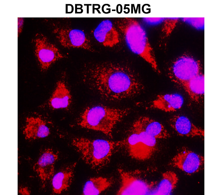IR101-420 anti-PARP cleaved antibody ICC/IF image