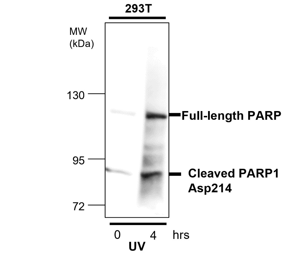 IR101-420 anti-PARP cleaved antibody_293T WB image IR101-420 anti-PARP cleaved antibody_293T WB image
