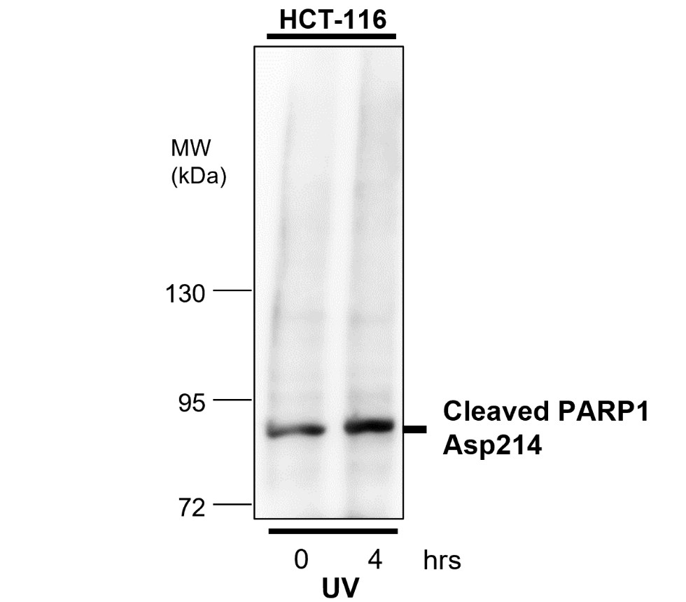 IR101-420 anti-PARP cleaved antibody_HCT-116 WB image IR101-420 anti-PARP cleaved antibody_HCT-116 WB image