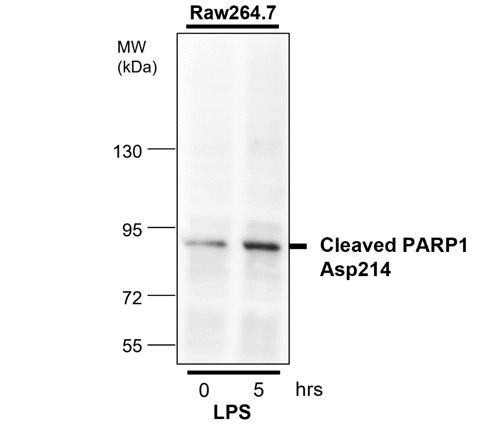 IR101-420 anti-PARP cleaved antibody_RAW264.7 WB image IR101-420 anti-PARP cleaved antibody_RAW264.7 WB image