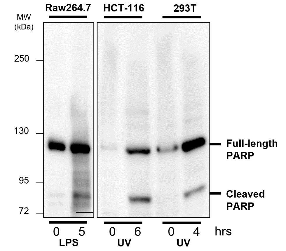 IR101-421 抗 PARP 裂解抗體 WB 圖像