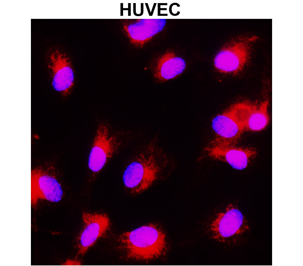 IR101-421 抗 PARP 裂解抗體 ICC 圖像
