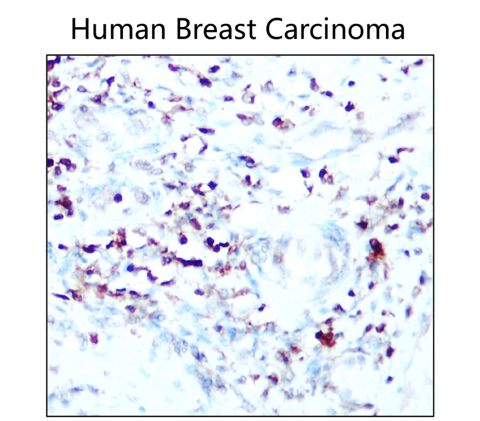 IR167-643 anti-PD-L1 antibody IHC image IR167-643 anti-PD-L1 antibody IHC image