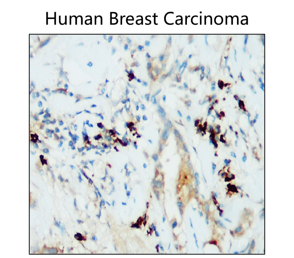 IR167-643 anti-PD-L1 antibody IHC image IR167-643 anti-PD-L1 antibody IHC image
