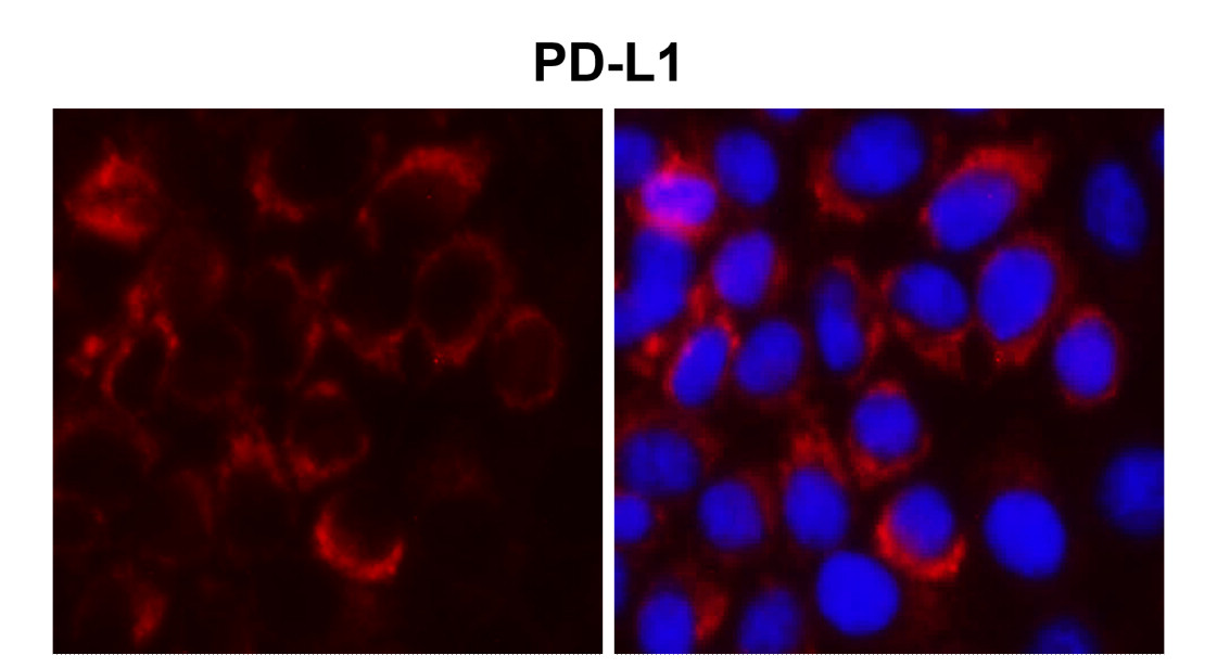 IR167-643 anti-PD-L1 antibody ICC/IF image IR167-643 anti-PD-L1 antibody ICC/IF image