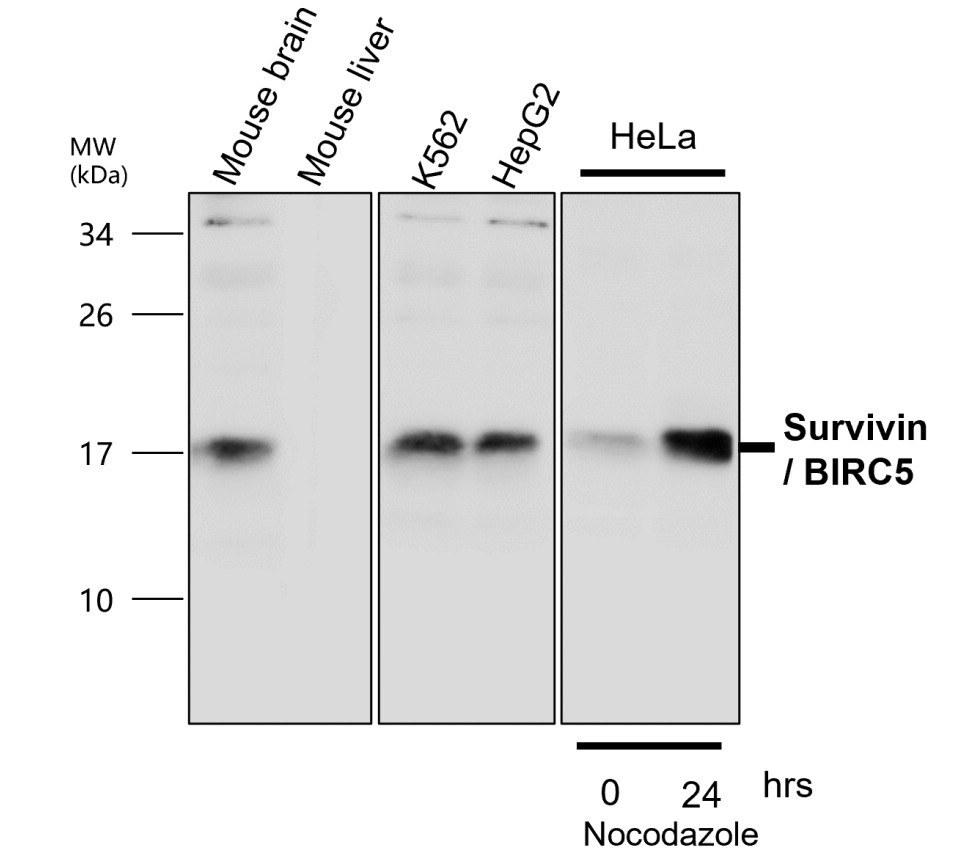 IR102-426 anti-Survivin / BIRC5 antibody WB image IR102-426 anti-Survivin / BIRC5 antibody WB image