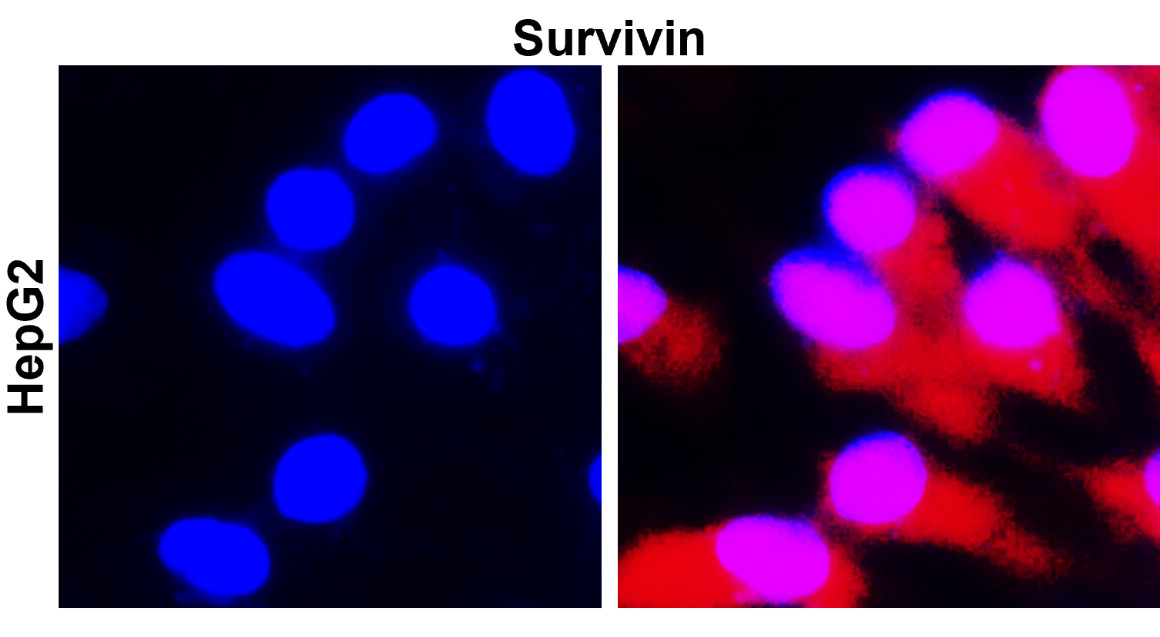 IR102-426 anti-Survivin / BIRC5 antibody _HepG2 ICC/IF image IR102-426 anti-Survivin / BIRC5 antibody _HepG2 ICC/IF image