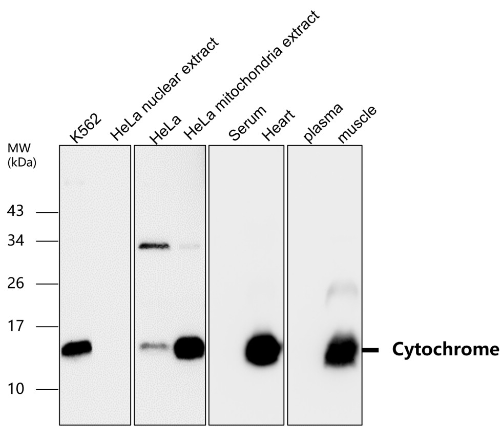 IR105-435 anti-Cytochrome C antibody WB image