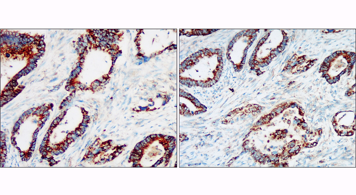 IR105-435 anti-Cytochrome C antibody IHC image IR105-435 anti-Cytochrome C antibody IHC image