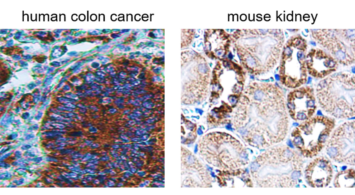 IR105-435 anti-Cytochrome C antibody IHC image IR105-435 anti-Cytochrome C antibody IHC image