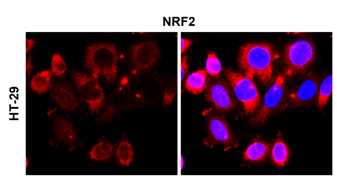 IR136-543 anti-NRF2 antibody ICC/IF image