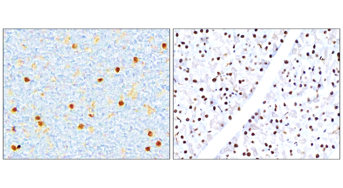 IR136-543 anti-NRF2 antibody IHC image