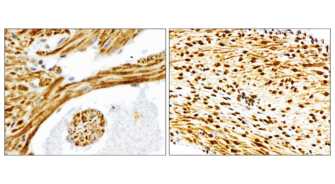IR136-543 anti-NRF2 antibody IHC image