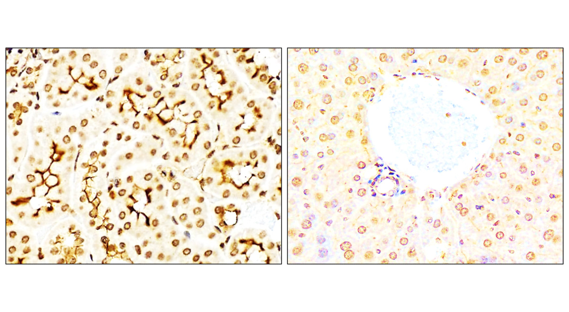 IR136-543 anti-NRF2 antibody IHC image