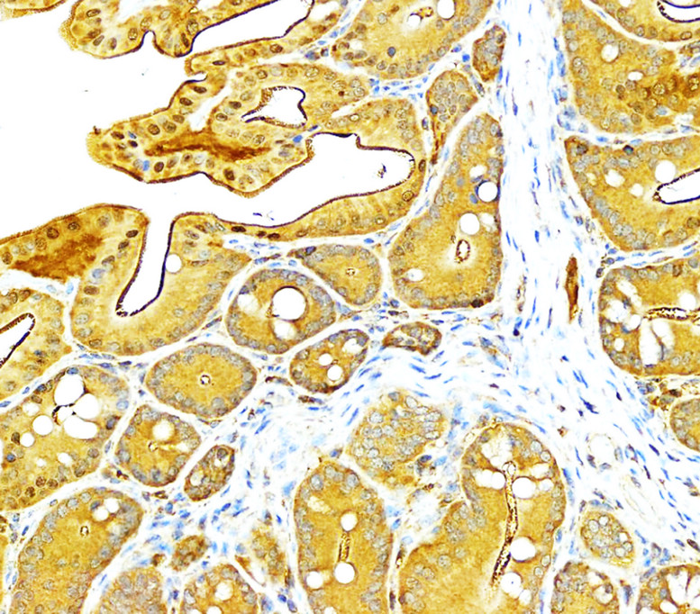 IR108-442 anti-VEGF antibody_mouse tissue IHC image