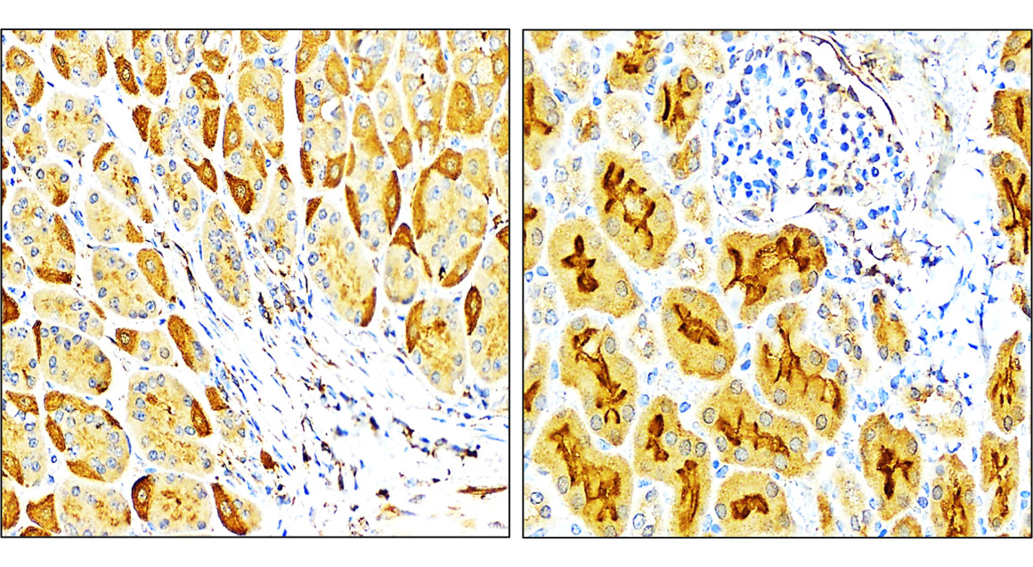 IR108-442 anti-VEGF antibody_mouse tissue IHC image