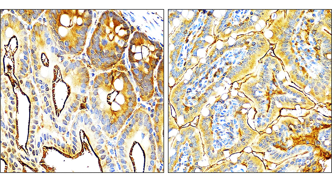 IR108-442 anti-VEGF antibody_mouse tissue IHC image