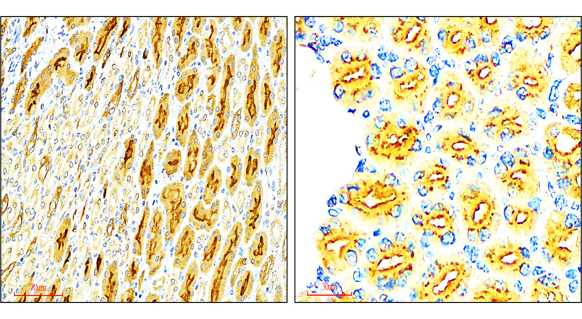 IR108-442 anti-VEGF antibody_mouse tissue IHC image