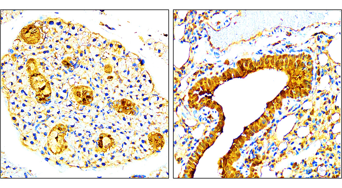 IR108-442 anti-VEGF antibody_mouse tissue IHC image