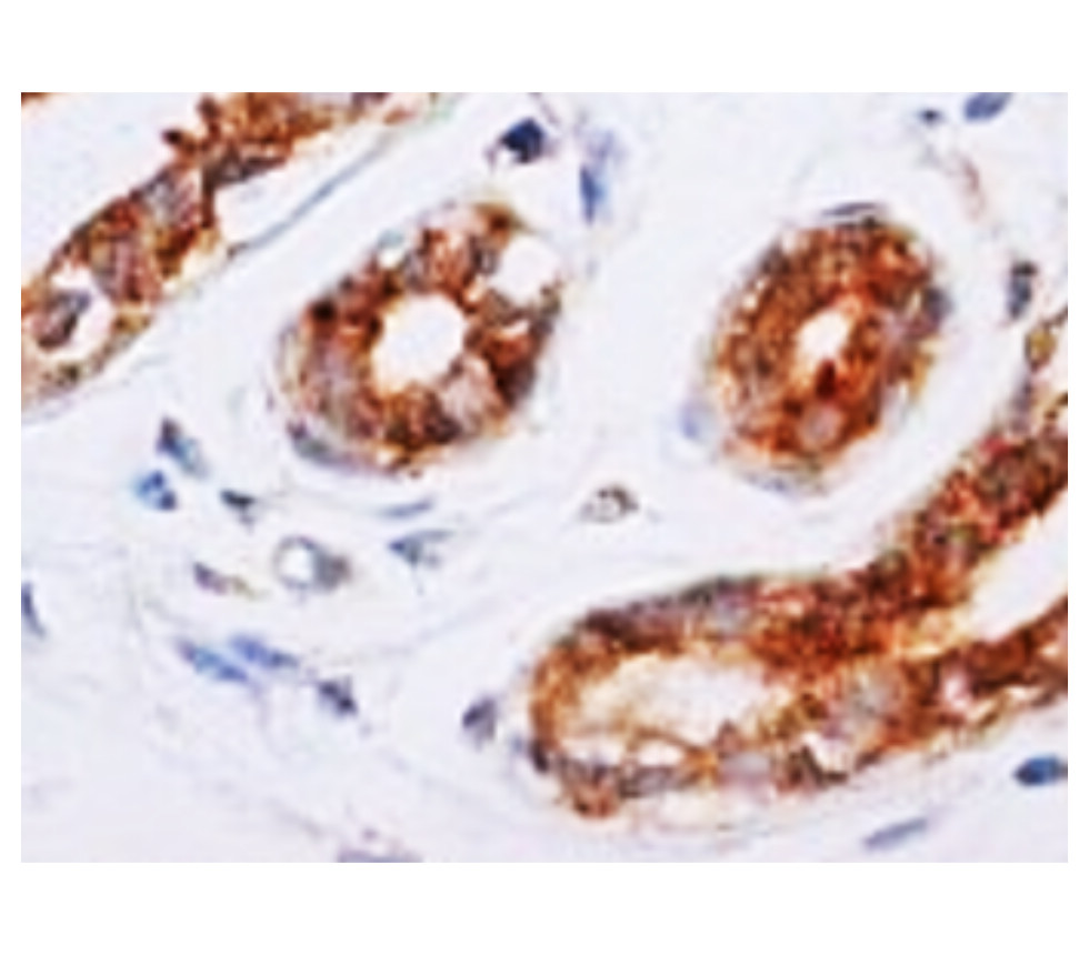IR133-535 anti-eIF2 alpha antibody IHC image IR133-535 anti-eIF2 alpha antibody IHC image