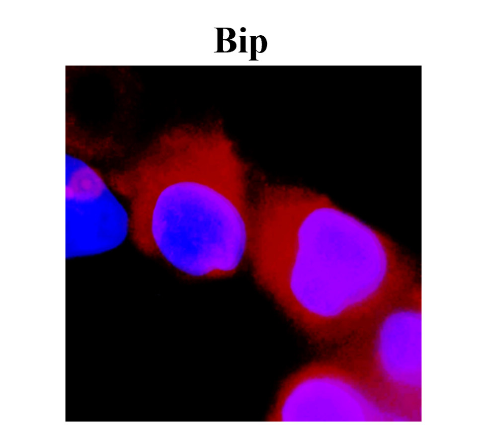 IR130-525 anti-BiP / GRP78 antibody ICC/IF image IR130-525 anti-BiP / GRP78 antibody ICC/IF image