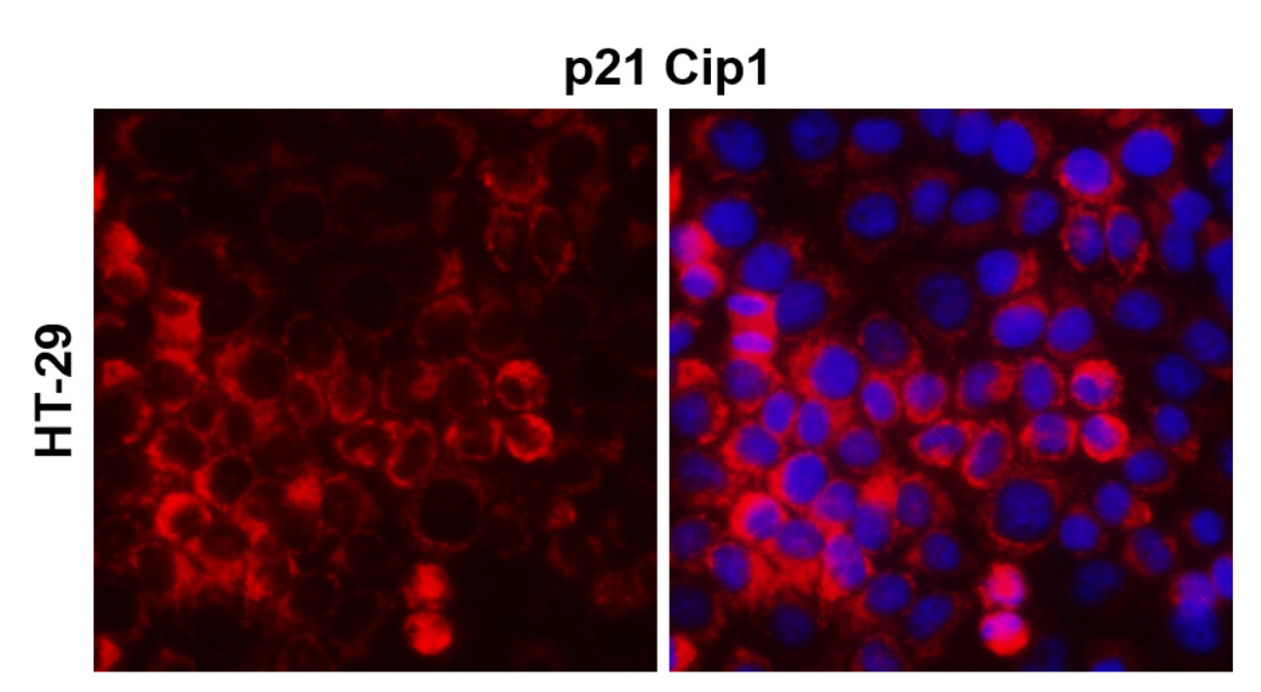 IR122-312 anti-p21 Cip1 antibody ICC/IF image