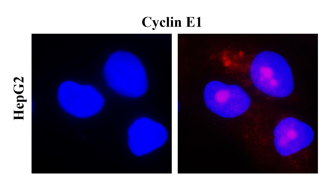 IR119-300 anti-Cyclin E1 antibody ICC/IF image IR119-300 anti-Cyclin E1 antibody ICC/IF image