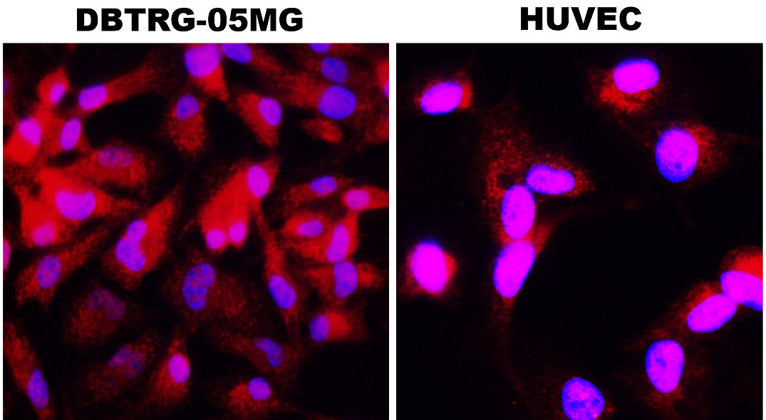 IR115-286 anti-Cyclin A2 antibody ICC/IF image IR115-286 anti-Cyclin A2 antibody ICC/IF image