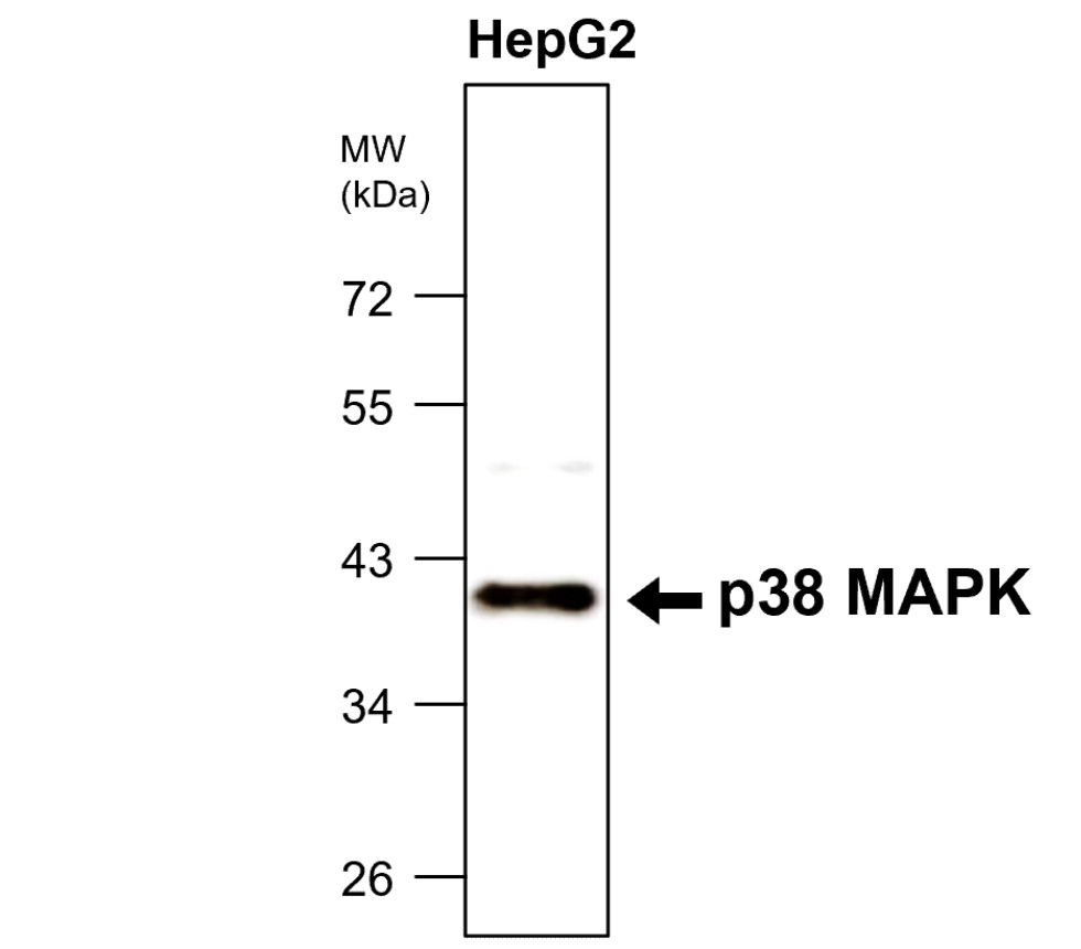 IR189-709 anti-p38 MAPK antibody WB image IR189-709 anti-p38 MAPK antibody WB image