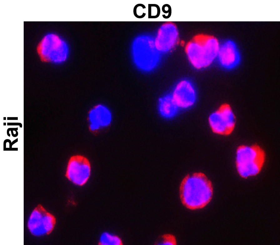 IR300-981 anti-CD9 antibody ICC/IF image