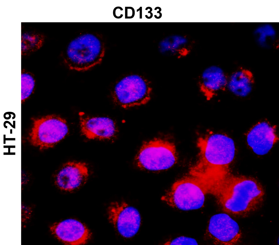 IR30-79 anti- CD133 / Prominin-1 antibody ICC/IF image IR30-79 anti- CD133 / Prominin-1 antibody ICC/IF image