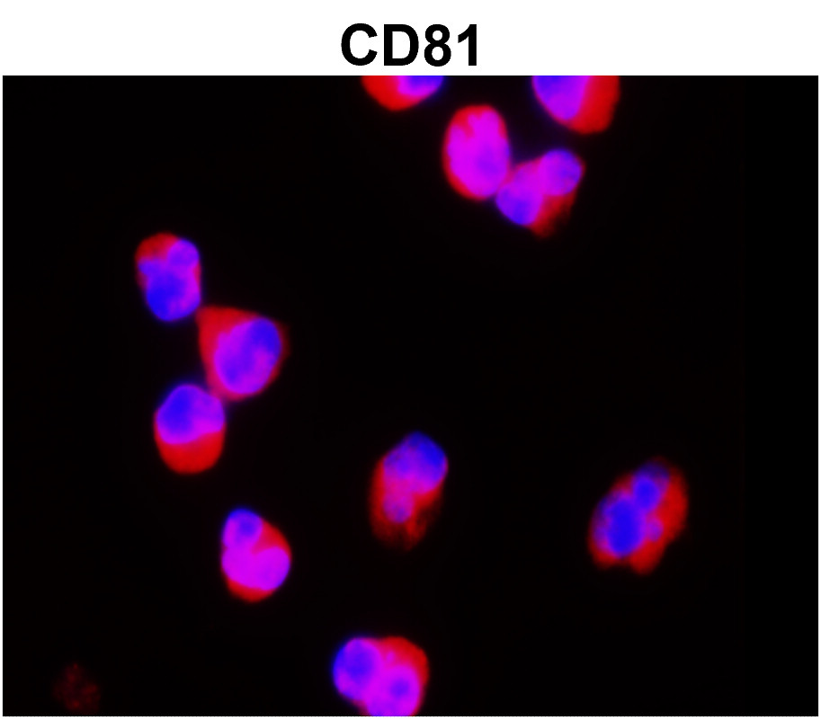IR302-986 anti-CD81 antibody ICC/IF image