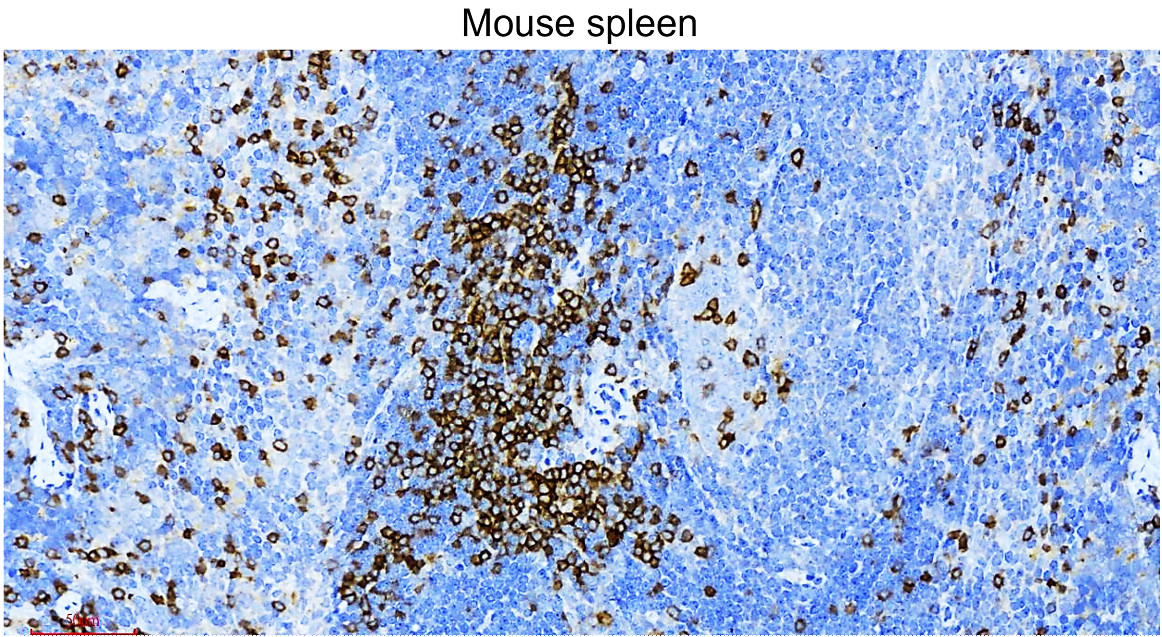 IR252-1 anti-CD3 antibody_mouse spleen IHC image