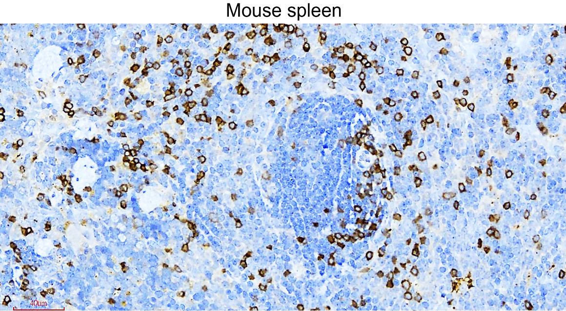 IR252-1 anti-CD3 antibody_mouse spleen IHC image