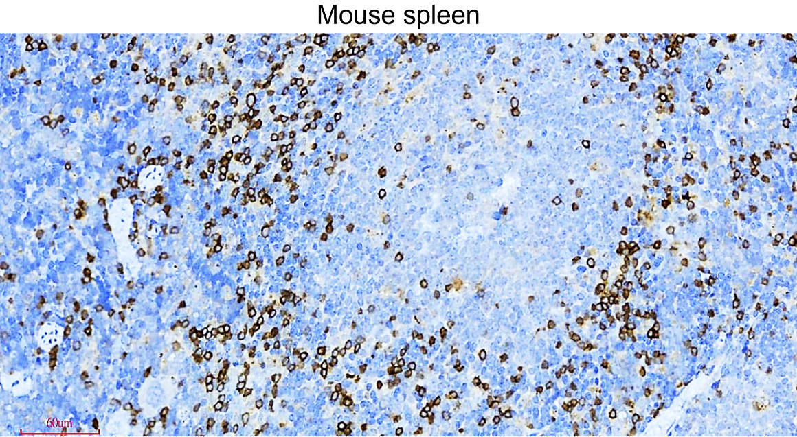 IR252-1 anti-CD3 antibody_mouse spleen IHC image IR252-1 anti-CD3 antibody_mouse spleen IHC image