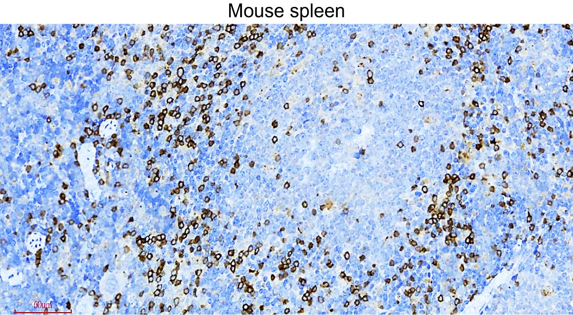 IR252-1 anti-CD3 antibody_mouse spleen IHC image