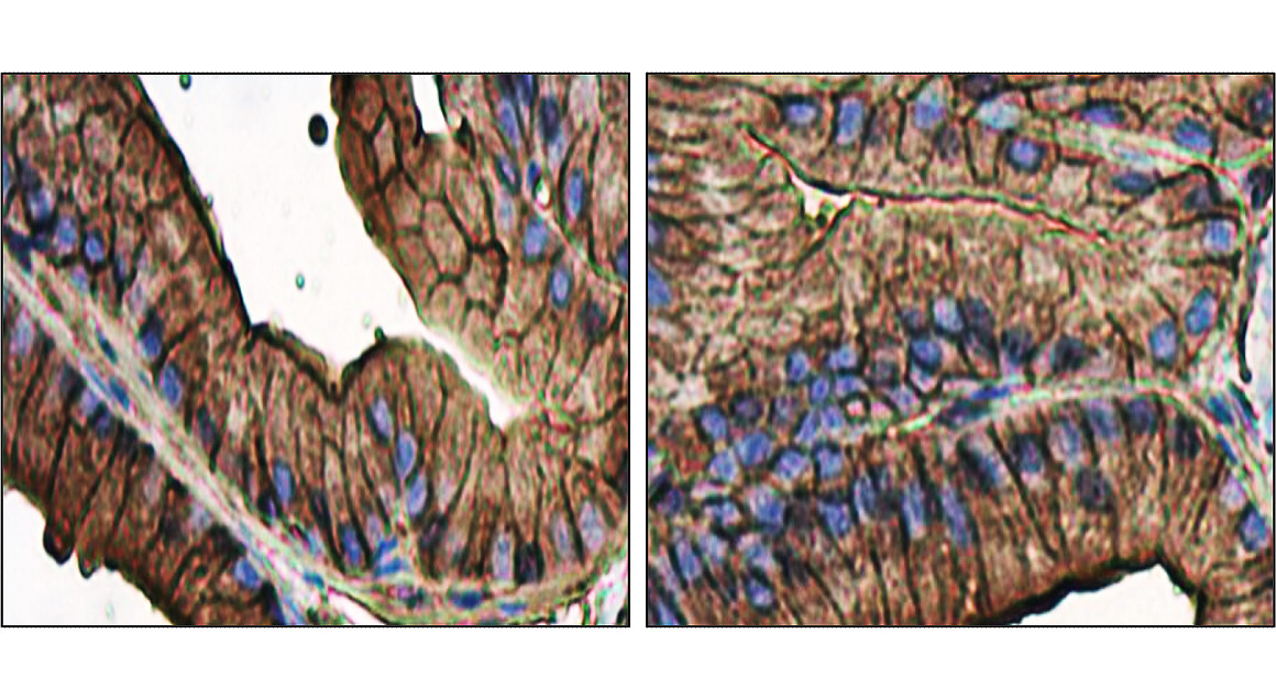 IR2-7 anti-Beta Actin antibody IHC image IR2-7 anti-Beta Actin antibody IHC image