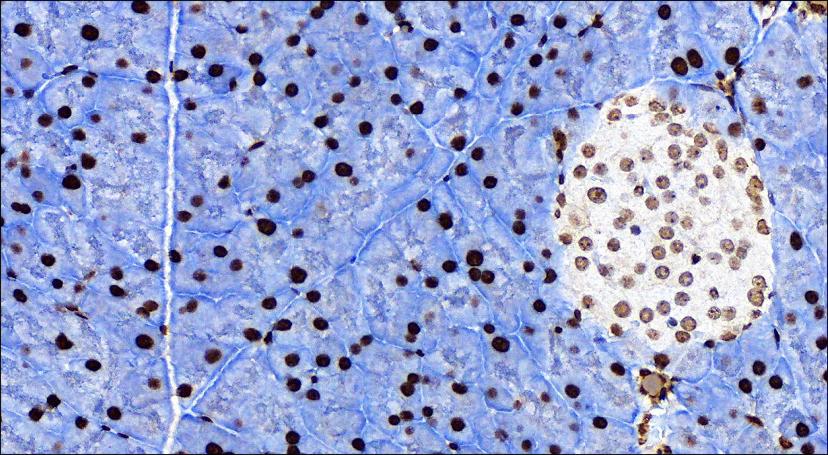 IR136-543 anti-NRF2 antibody_Mouse Kidney IHC image