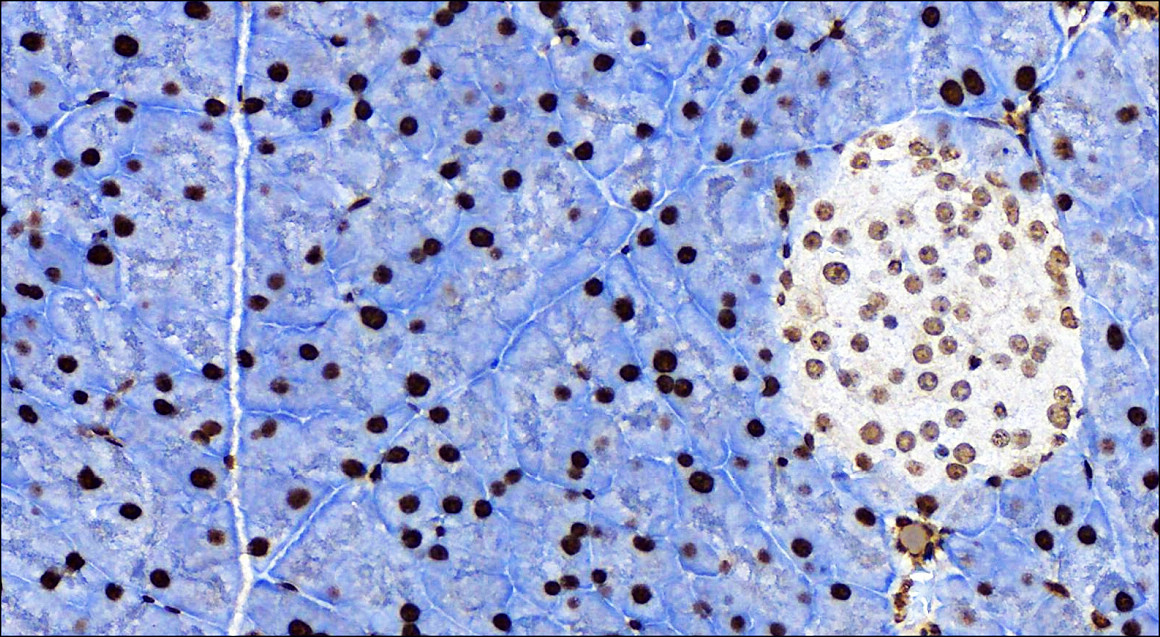 IR136-543 anti-NRF2 antibody_Mouse Kidney IHC image IR136-543 anti-NRF2 antibody_Mouse Kidney IHC image