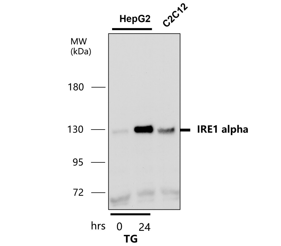IR127-515 anti-IRE1 alpha antibody WB image IR127-515 anti-IRE1 alpha antibody WB image