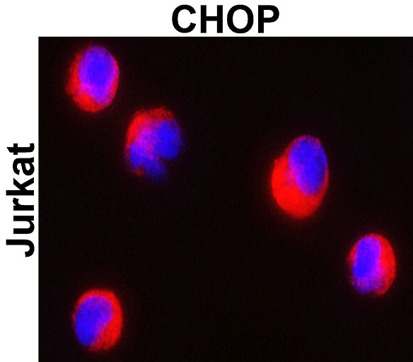 IR129-522 anti-CHOP antibody ICC/IF image