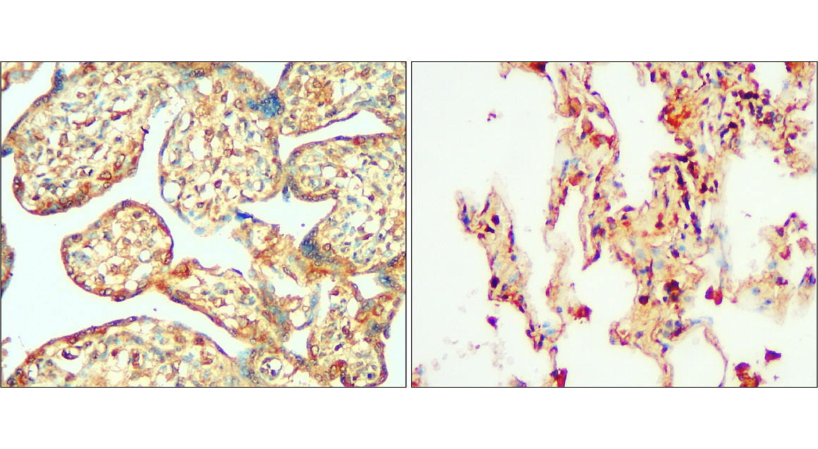 IR129-522 anti-CHOP antibody IHC image