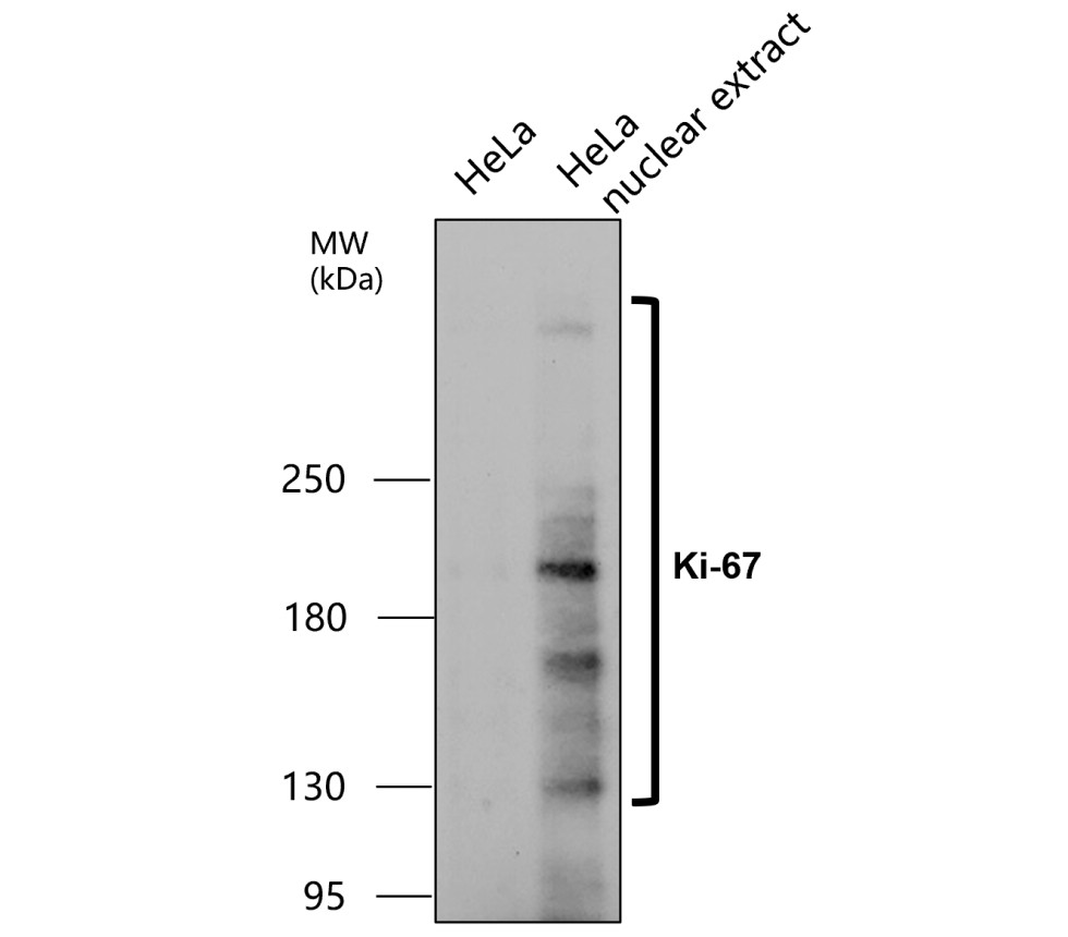 IR212-772 anti- Ki-67 antibody WB image IR212-772 anti- Ki-67 antibody WB image