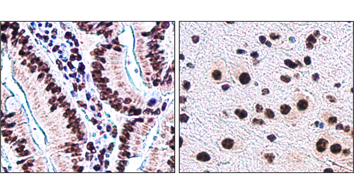 IR4-10 anti-Histone H3 antibody IHC image IR4-10 anti-Histone H3 antibody IHC image