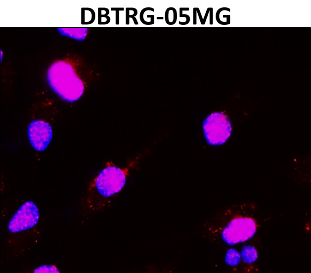 IR4-10 anti- Histone H3 antibody ICC/IF image IR4-10 anti- Histone H3 antibody ICC/IF image