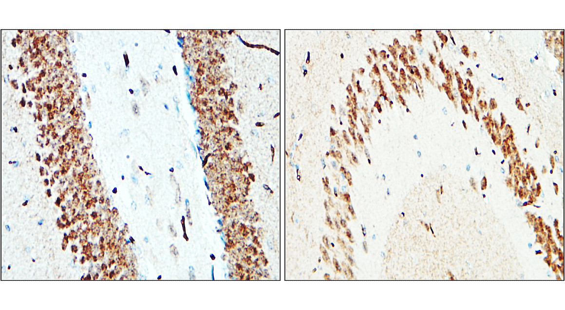 IR20-56 anti-NeuN antibody IHC image IR20-56 anti-NeuN antibody IHC image