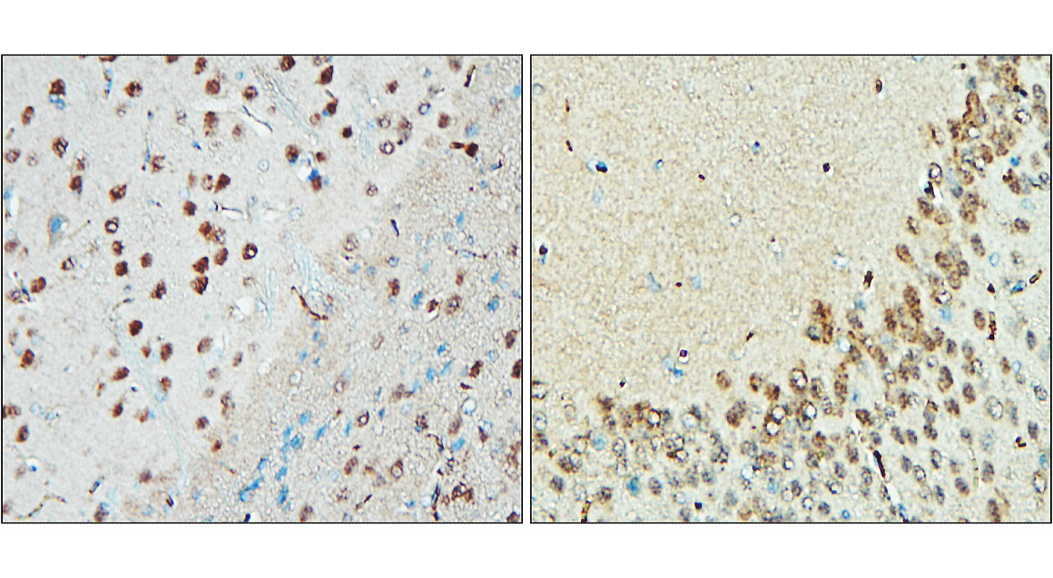 IR20-56 anti-NeuN antibody IHC image IR20-56 anti-NeuN antibody IHC image